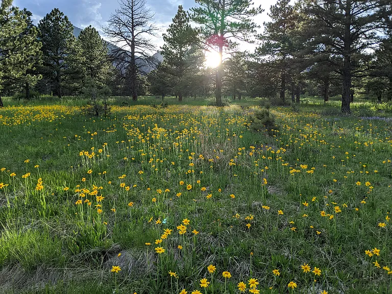 Arnica on the Shanahan Ridge Trail - Shanahan Ridge Trailhead is 0.2 miles from your front door.