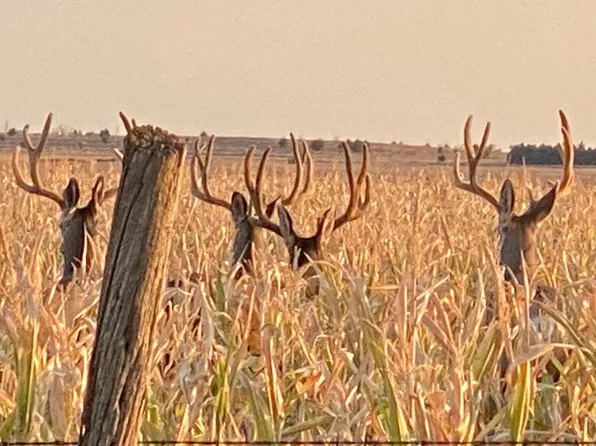 73881 Avenue 357, Hayes Center, NE 69032