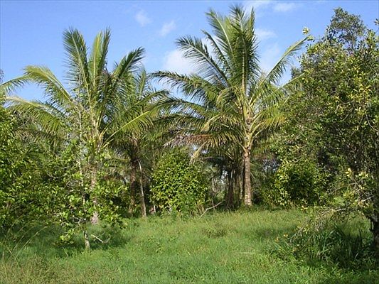5th image of Road 9 Koloa Maoli Lot 5570