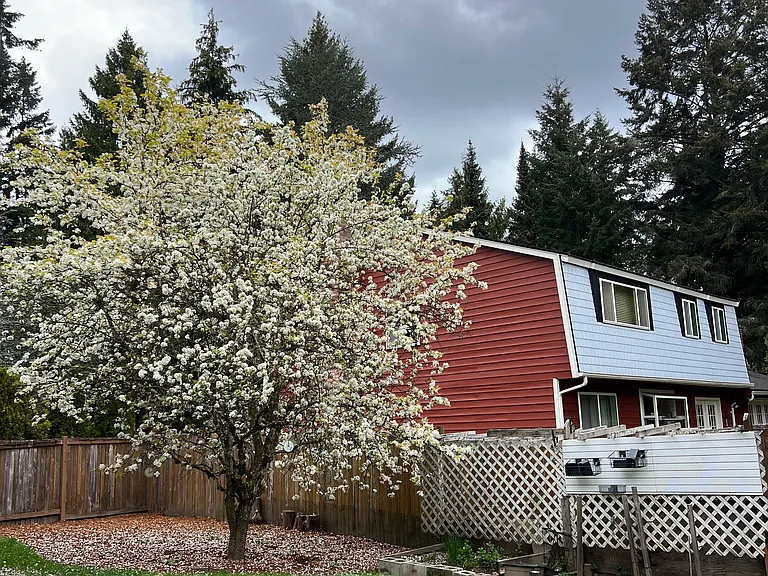 A pear tree with four different types of pears