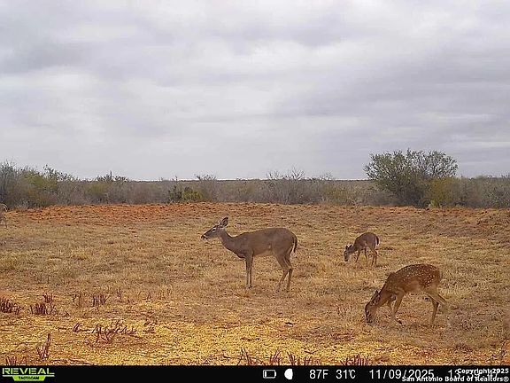 3rd image of 0 County Road 203