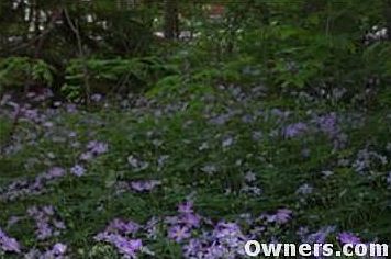 wild flowers in yard