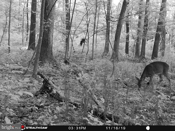 3rd image of Hunters Rd