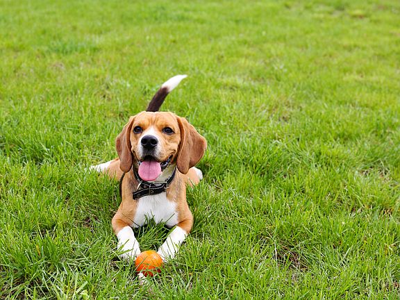 Dog Park