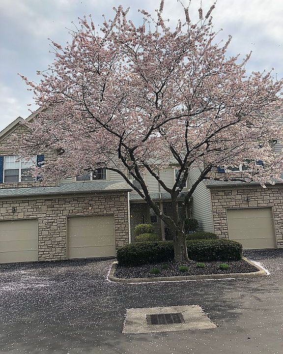  Beautiful blooming tree