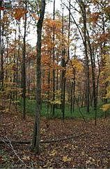2nd image of 130 Whippoorwill Ln