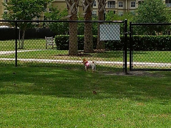 Fenced dog park