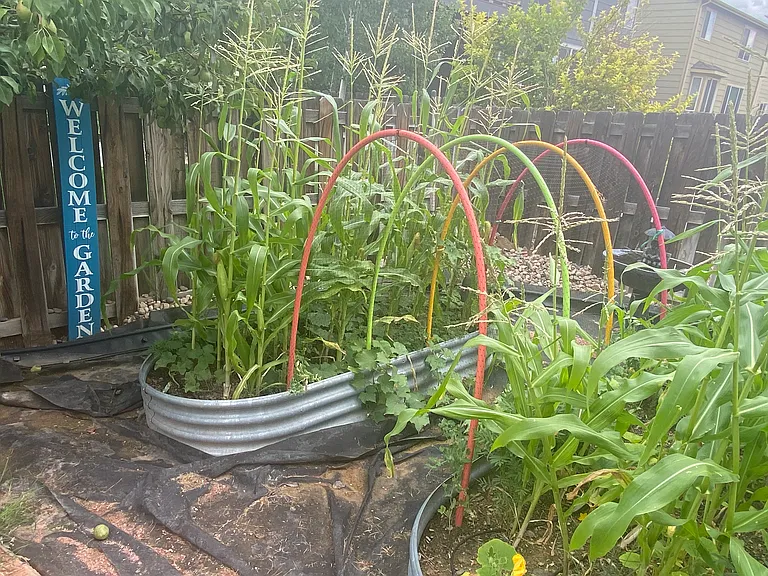 Welcome to the garden