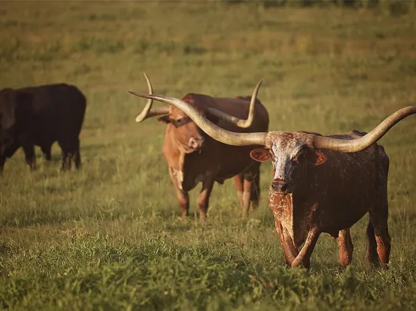 12301 N Holland St, Eustace, TX 75124