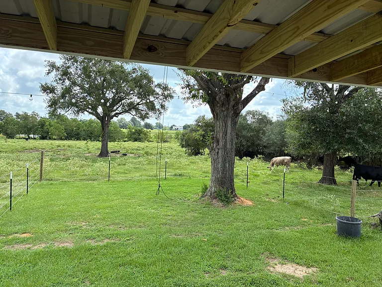 Back porch view of cows in pasture. Nice area to feed the cows range cubes.