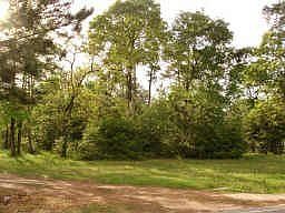 2nd image of 28511 Sweetgum Rd
