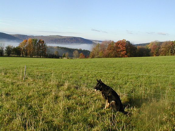 Above the morning fog