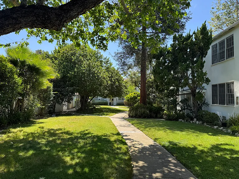 Outdoor space with the magnificent Redwood tree