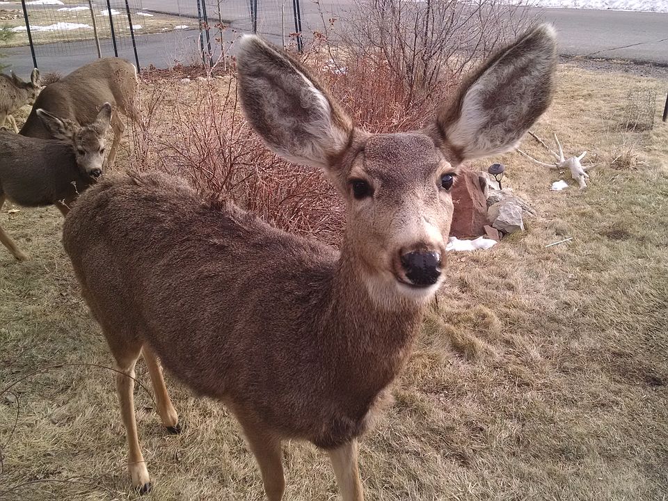 Friendly natives