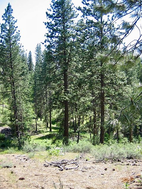 1st image of # 14 Duquette Pines