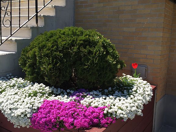 Perennials in spring