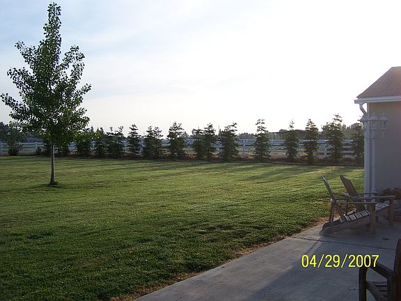 35 Sequoia trees 2006