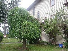 Front Mulberry Tree