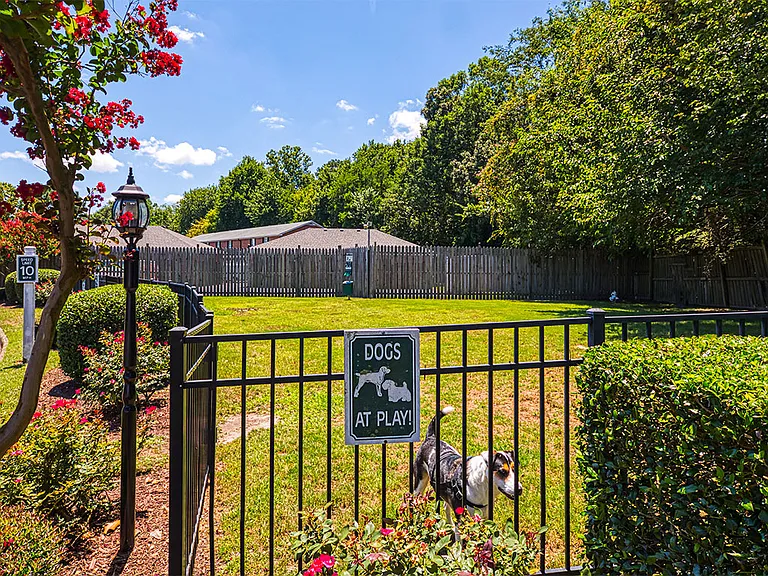 Dog Park