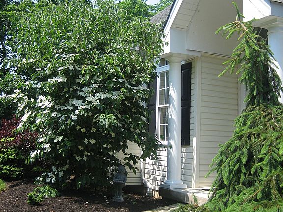 Mature Landscaping
