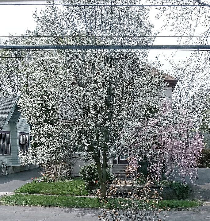 1st image of 228 Stafford Ave