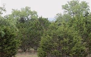 1st image of 1215 Yaupon Dr
