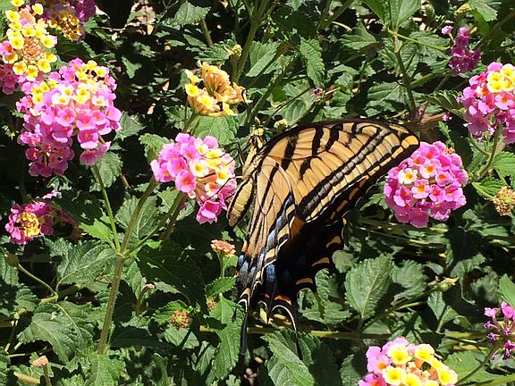 Butterflies & Hummingbirds