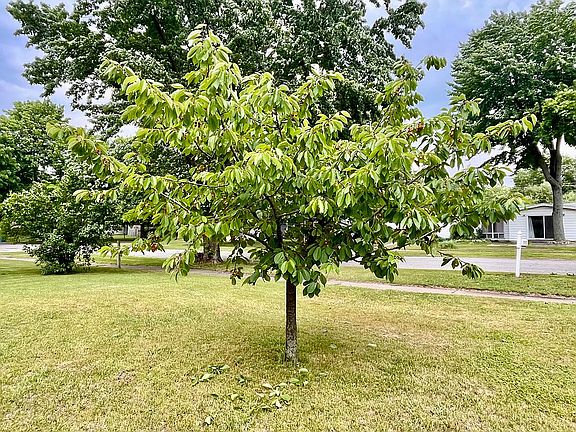 Close up of Cherry tree
