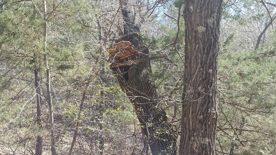 Tree Stands in place on land