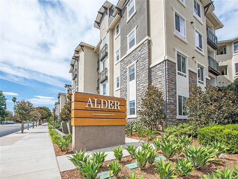 Alder — Photo 24