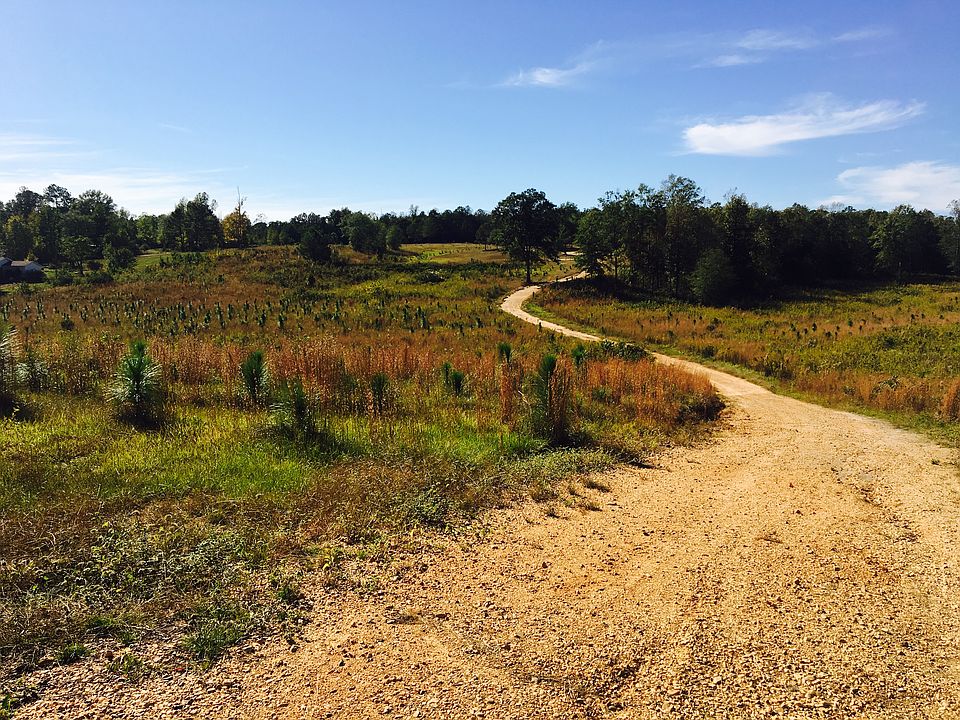 Long leaf pines 15 acres 