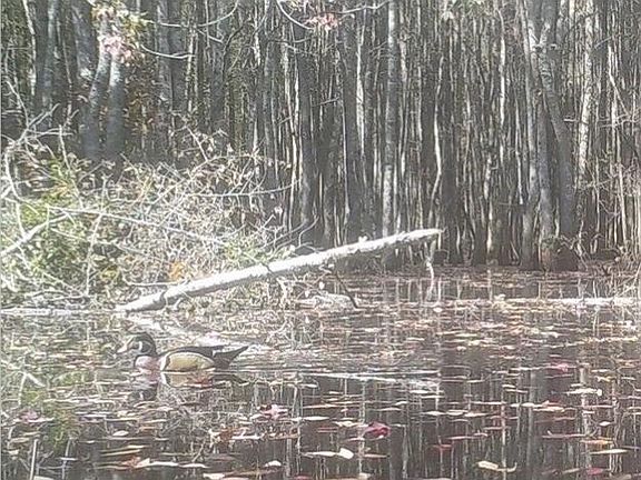 3rd image of 0 Frazier Hill Rd