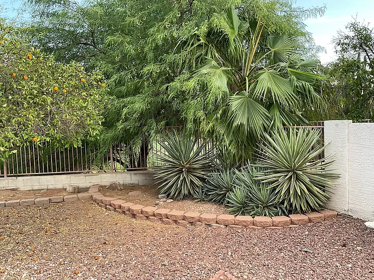 Back yard