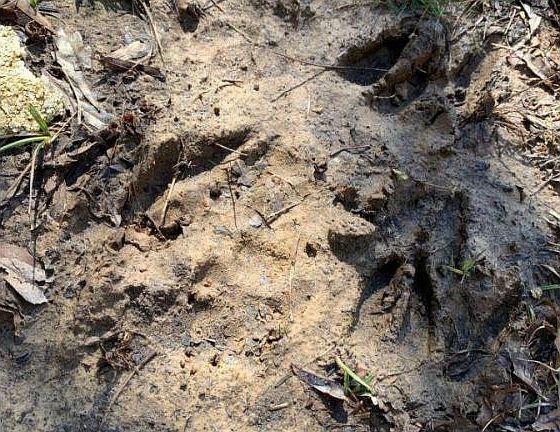 Abundant Deer and Small Game