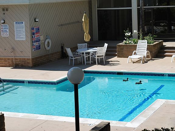 Two ducks in the pool!