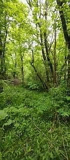 2nd image of 966 Saint Tide Hollow Rd