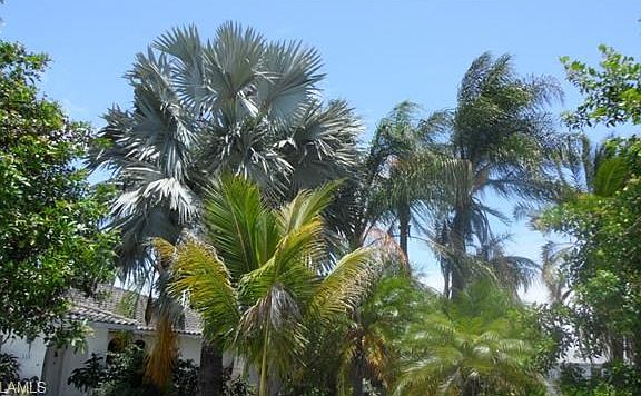 Mature palms in front yard.