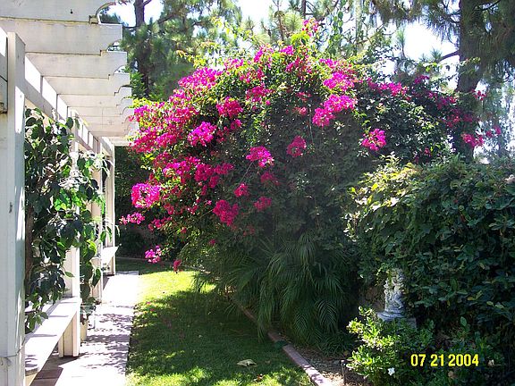 Rear yard