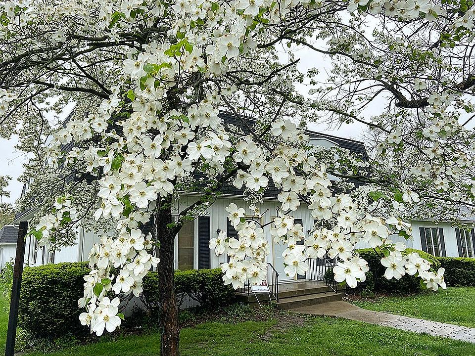 blooming dogwoods in the springtime