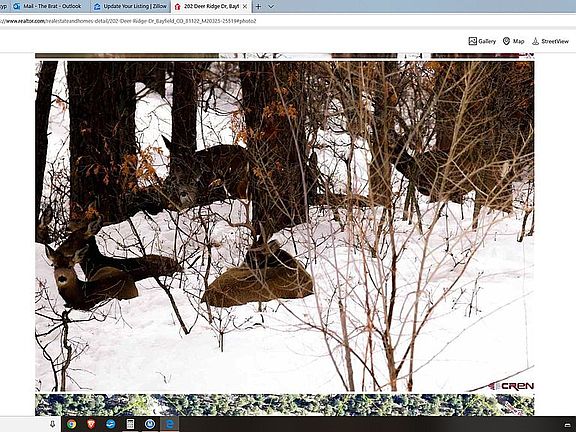 Resting Deer