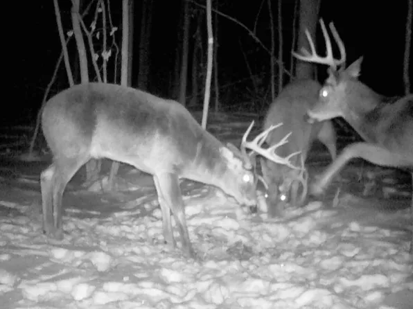 Bear Rd, Cushing, MN 56443