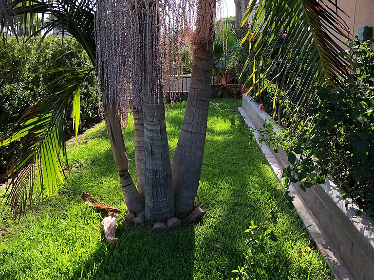 2502 W Via Corona #1/2 — Photo 93