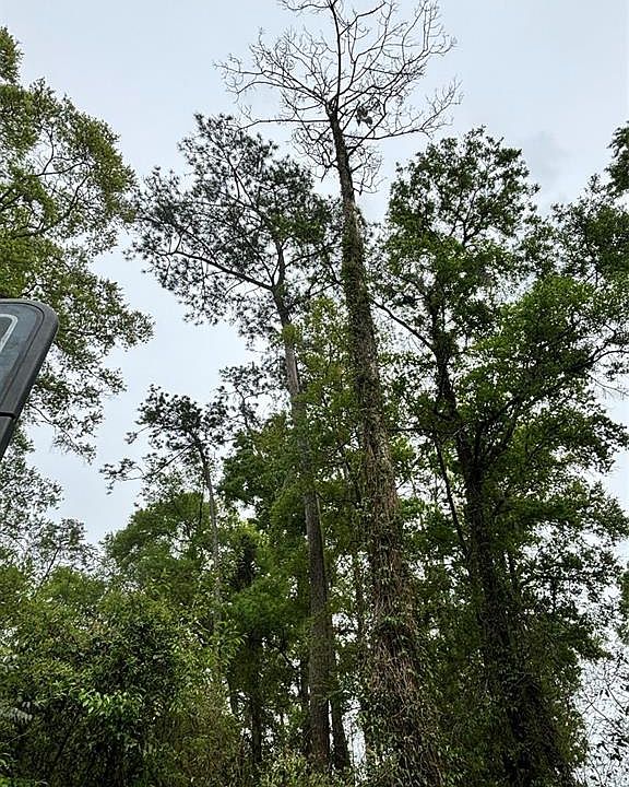 1st image of Teak Ln Lot 2
