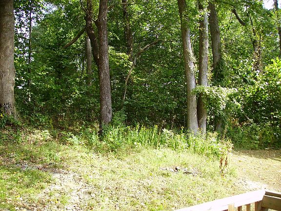 Woods in back