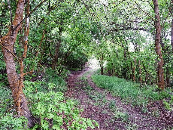 The road to the cabin