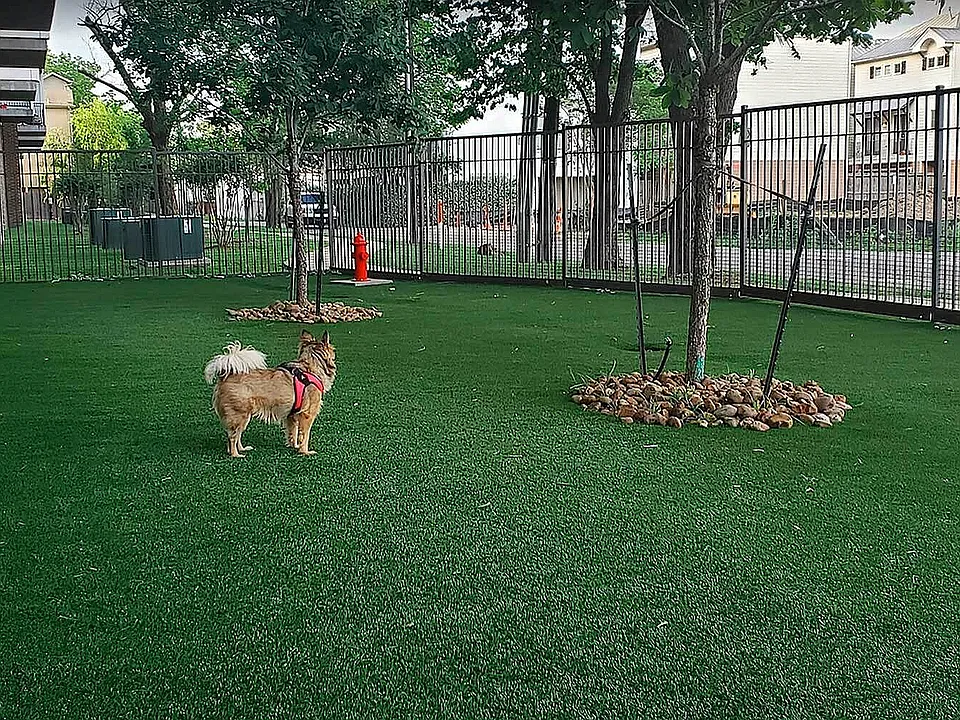 PearlWashington_barkpark-1