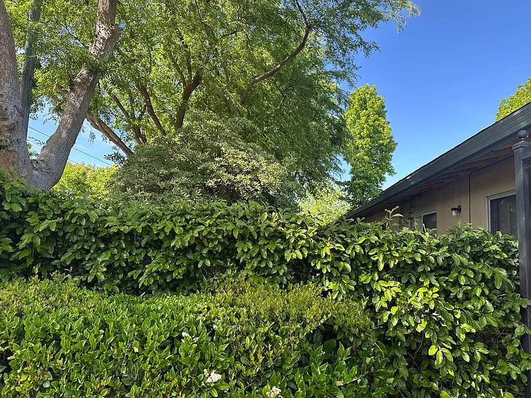 Tree lined complex