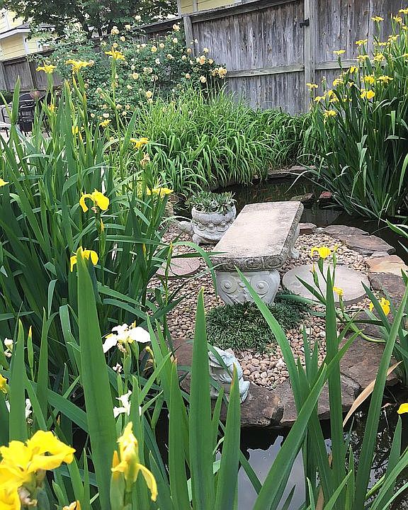 Back yard pond