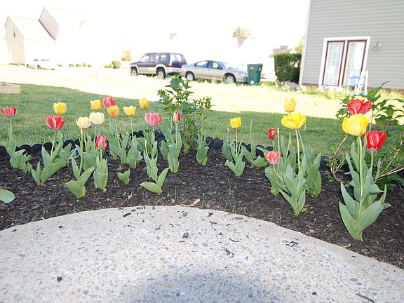 flowers out front