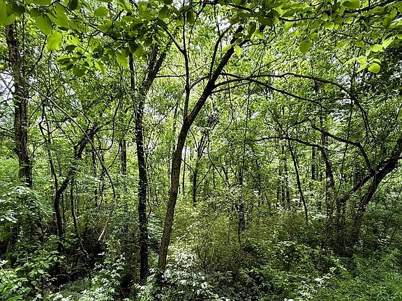 2nd image of 0 Poplar Trl #1